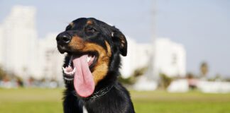 Dog's don't sweat the way that humans do, so electrolytes for dogs have a narrow use case and can even be harmful.