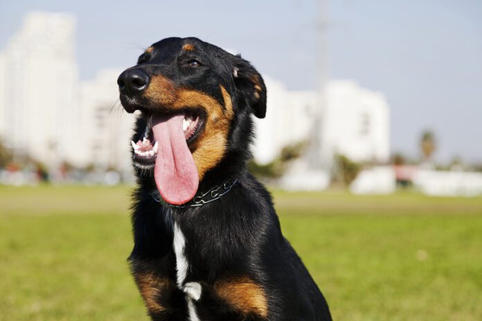 Beauceron / Australian Shepherd Dog Portrait the Park Dog's don't sweat the way that humans do, so electrolytes for dogs have a narrow use case and can even be harmful.