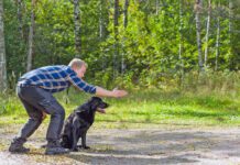 Verbal cues aren't the only aren't the only cues dogs will react to. Dog sign language provides visual cues for dogs to respond to.