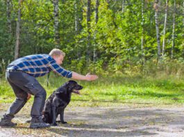 Verbal cues aren't the only aren't the only cues dogs will react to. Dog sign language provides visual cues for dogs to respond to.