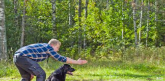 Verbal cues aren't the only aren't the only cues dogs will react to. Dog sign language provides visual cues for dogs to respond to.