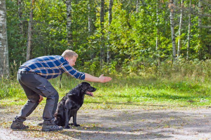 Man teaching his black Labrador retriever to fetch Verbal cues aren't the only aren't the only cues dogs will react to. Dog sign language provides visual cues for dogs to respond to.