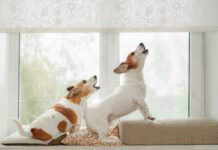 Dog barking deterrents may keep a dog from barking, but they don't address underlying issues and and some are inhumane.