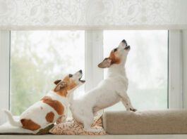 Are Dog Barking Deterrents Effective and Humane? Dog barking deterrents may keep a dog from barking, but they don't address underlying issues and and some are inhumane.