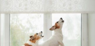 Dog barking deterrents may keep a dog from barking, but they don't address underlying issues and and some are inhumane.