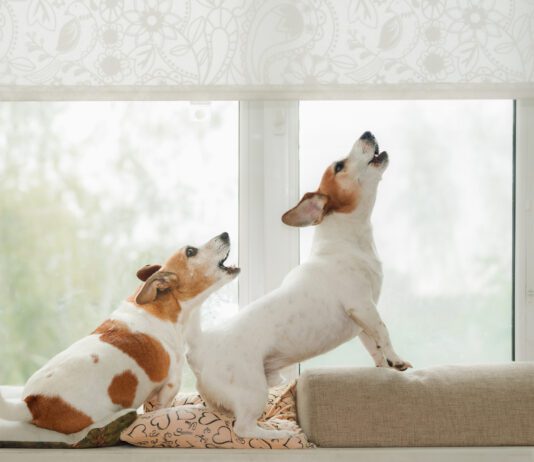 Dog barking deterrents may keep a dog from barking, but they don't address underlying issues and and some are inhumane.