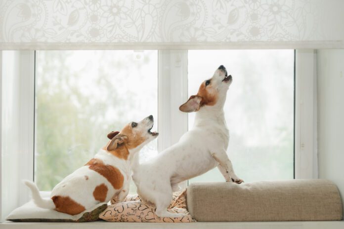Two dogs in an window, howling, guarding and barking at what they see outside. Dog barking deterrents may keep a dog from barking, but they don't address underlying issues and and some are inhumane.