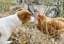 It is unknown if dogs can get bird flu in any systematic way, but caution is warrented.