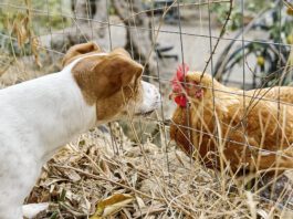 Can Dogs Get Bird Flu? It is unknown if dogs can get bird flu in any systematic way, but caution is warrented.