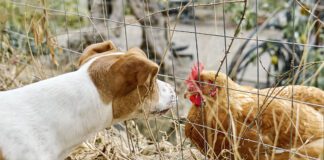 It is unknown if dogs can get bird flu in any systematic way, but caution is warrented.