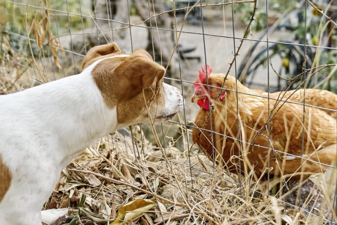 Dog looking at hen through fence in farm It is unknown if dogs can get bird flu in any systematic way, but caution is warrented.