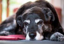 Nystagmus in Dogs Nystagmus in dogs is rapid eye movement that is closely associated with vestibular disease in dogs.