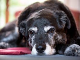 Nystagmus in dogs is rapid eye movement that is closely associated with vestibular disease in dogs.