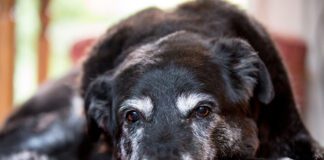 Nystagmus in dogs is rapid eye movement that is closely associated with vestibular disease in dogs.