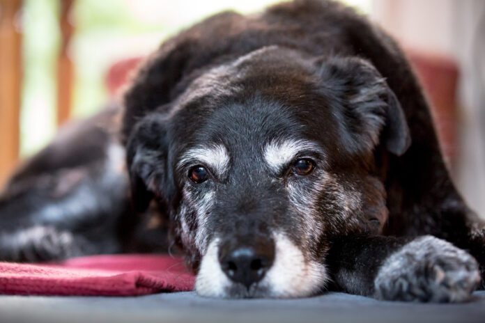 Old sad grey and black dog lies on a carpet Nystagmus in dogs is rapid eye movement that is closely associated with vestibular disease in dogs.