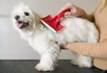There are a range of tools available for getting mats out of a dog's hair.