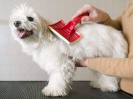 There are a range of tools available for getting mats out of a dog's hair.
