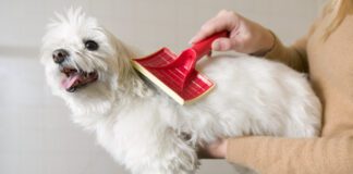 There are a range of tools available for getting mats out of a dog's hair.