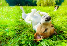 Dog summertime safety tips will help keep your dog healthy and safe this summer season.