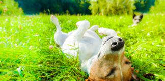 Dog summertime safety tips will help keep your dog healthy and safe this summer season.