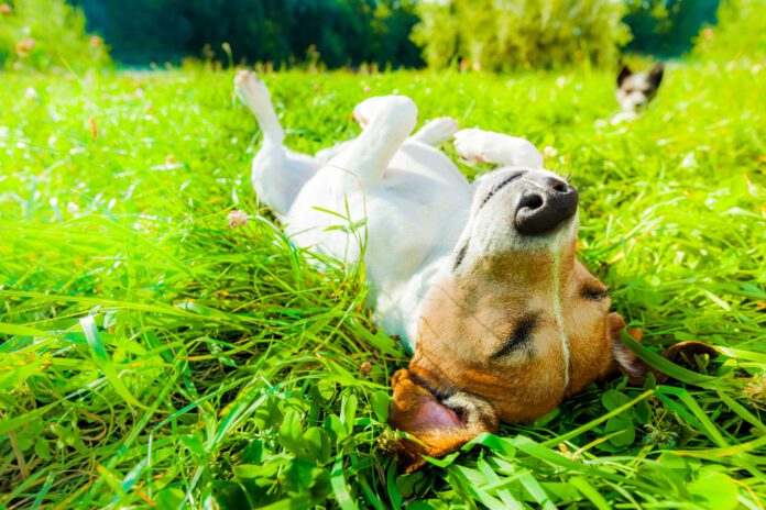 dog siesta at park Dog summertime safety tips will help keep your dog healthy and safe this summer season.