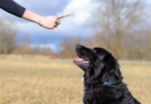 Balanced dog training is not an ideal mix between positive and aversive conditioning as the negatives outweighs the positive.