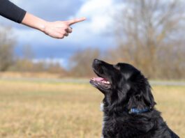 Balanced dog training is not an ideal mix between positive and aversive conditioning as the negatives outweighs the positive.