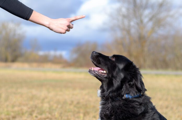 Young woman teaching her black dog obedience Balanced dog training is not an ideal mix between positive and aversive conditioning as the negatives outweighs the positive.