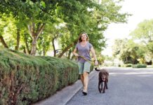 There are several ways of gauging whether or not the pavement is too hot to walk your dog.
