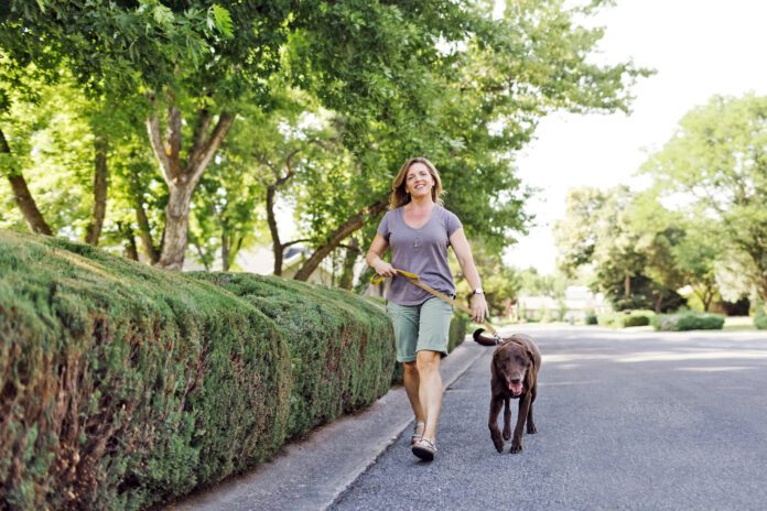 There are several ways of gauging whether or not the pavement is too hot to walk your dog.