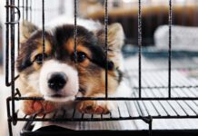 Puppy separation anxiety is the beginning of separation anxiety, and how you handle it will determine how your dog deals with your absence as an adult.