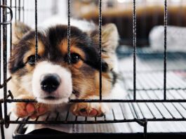 Puppy separation anxiety is the beginning of separation anxiety, and how you handle it will determine how your dog deals with your absence as an adult.