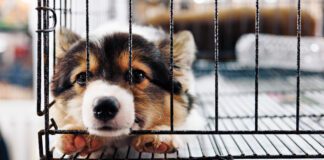 Puppy separation anxiety is the beginning of separation anxiety, and how you handle it will determine how your dog deals with your absence as an adult.