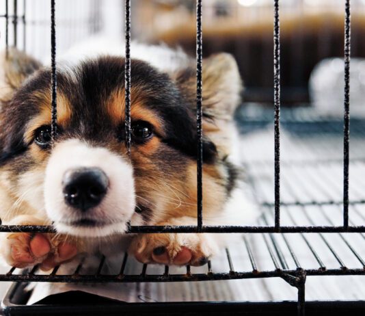Puppy Separation Anxiety Puppy separation anxiety is the beginning of separation anxiety, and how you handle it will determine how your dog deals with your absence as an adult.