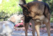 Your Dog is Aging. Should You Get A Puppy? Introducing a puppy to an older dog can be done with patience and care.