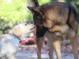 Introducing a puppy to an older dog can be done with patience and care.