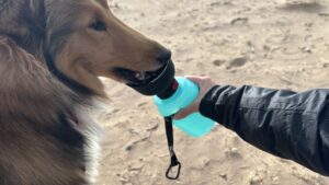 The LESOTC outdoor dog water bottle is an excellent budget pick.