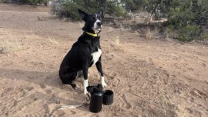 A tall black dog standing above a combined dog water bottle and treat pouch.