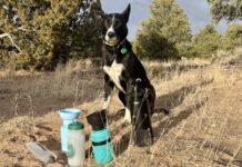 A dog water bottle helps keep your hiking buddy hydrated and healthy on long hikes.