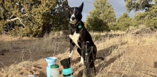 A dog water bottle helps keep your hiking buddy hydrated and healthy on long hikes.
