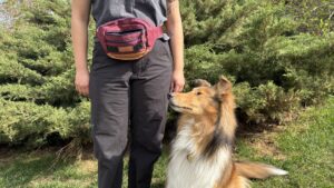 The best dog treat pouch reviewed is the Wilderdog Utility Pack.