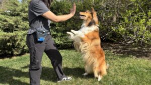 The Ruffwear Treat Trader is a the best dog treat pouch for simple everyday training.