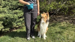 A silicone treat pouch is the best dog treat pouch for owners who  use messy or raw treats as it can be easily cleaned.