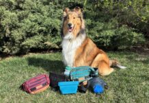There are a variety of treat pouches available to dog owners. Which is the best dog treat pouch depends on whether you're hiking, walking, or training.