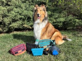 The 5 Best Dog Treat Pouches for Training, Hiking, and Dog Walks There are a variety of treat pouches available to dog owners. Which is the best dog treat pouch depends on whether you're hiking, walking, or training.