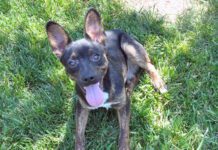 Leroy was a mixed breed dig fostered by Nancy Kerns who has reached the end of his life.