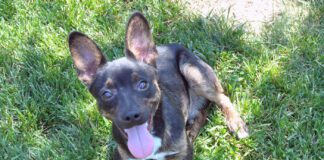 Leroy was a mixed breed dig fostered by Nancy Kerns who has reached the end of his life.