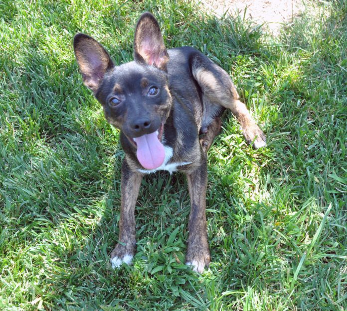 Leroy_first_meeting Leroy was a mixed breed dig fostered by Nancy Kerns who has reached the end of his life.