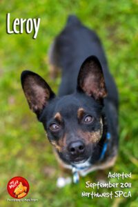 Sometimes even a long lived dog doesn't live long enough.