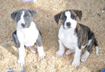 Most trainers don't recommend adopting littermates.